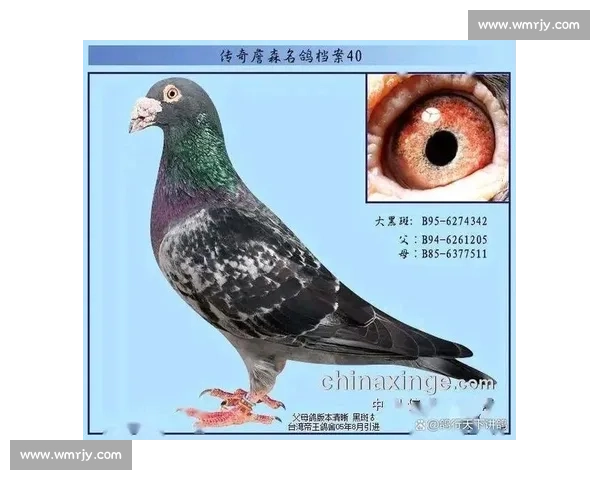 鸽子比赛成绩查询与分析平台精准数据提供及比赛排名跟踪